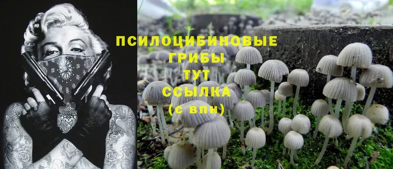 Псилоцибиновые грибы Magic Shrooms  сколько стоит  blacksprut   Грозный 